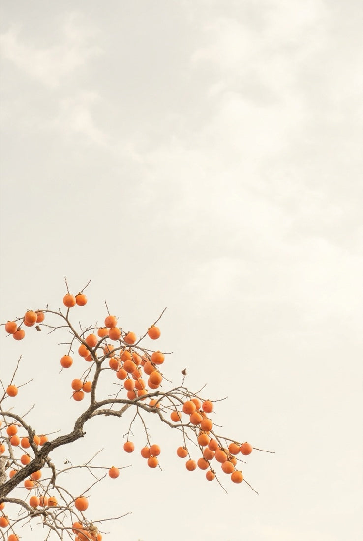 Persimmons on the branch